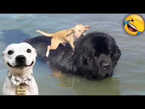 Funny Dogs & Cats Videos 2026😻🐶You Will Laugh All Day!