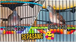 SEPASANG PIYIK SATU SARANG USAI 2 BULANAN CALON SUARA TEBAL &amp; BESAR PRODUK ORIN BIRD FARM