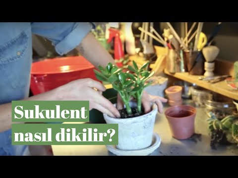 Sukulent Nasıl Dikilir?