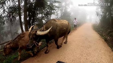 Top những chú trâu to nhất tây bắc |  chợ cốc ly - Bắc Hà - Lào Cai | hương vị tây bắc