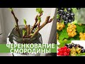 Черенкование смородины-самый удачный и простой способ.