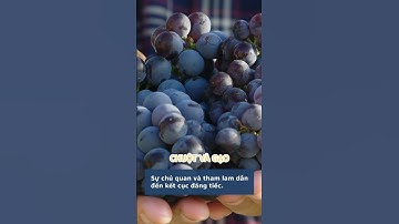 Bài học cuộc sống: Chuột sa hũ gạo và cái giá của sự lười biếng