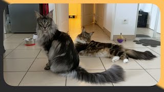 Watch these two Maine Coons thrive as they play with a selection of stimulating games!  V60