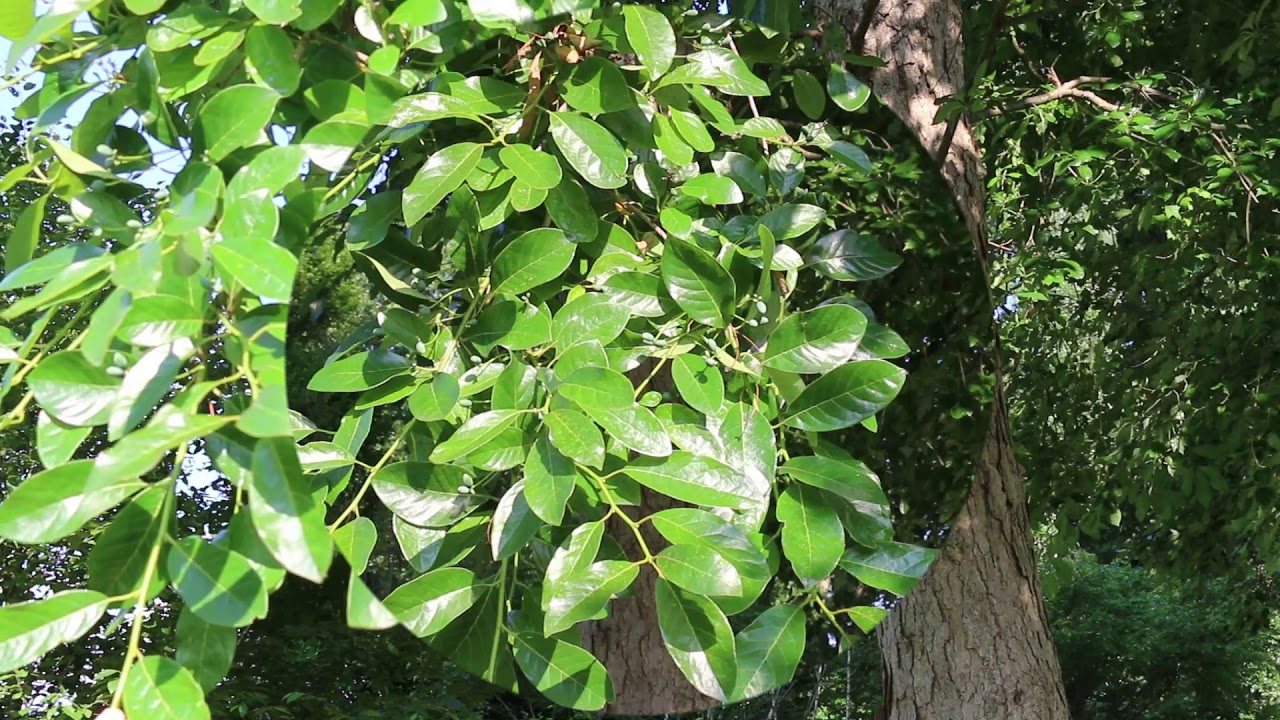 Black Gum Nyssa Sylvatica Plant Identification YouTube Black Gum Nyssa Sylvatica Plant Identification YouTube