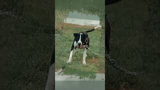 The Mexican Eli King Black Diamond Kennels