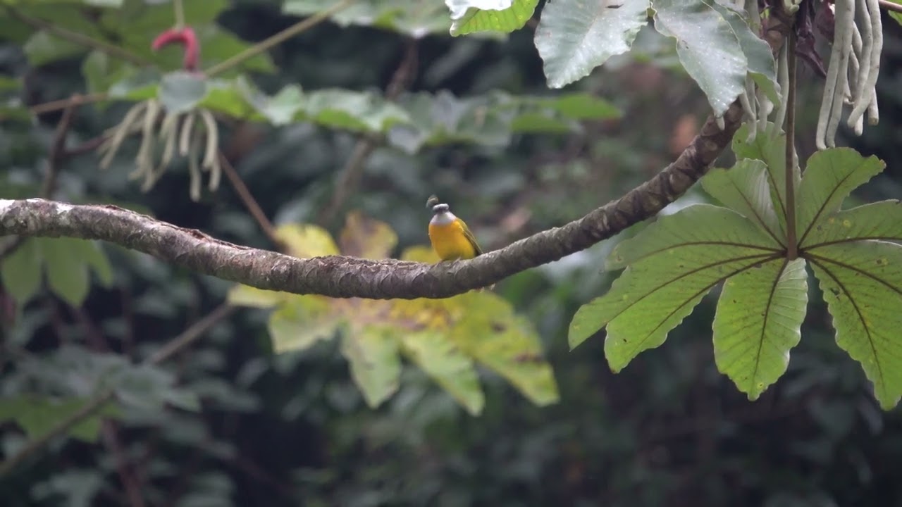 Eucometis penicillata | Güicha Hormiguera | Gray-headed Tanager