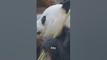 What a Panda