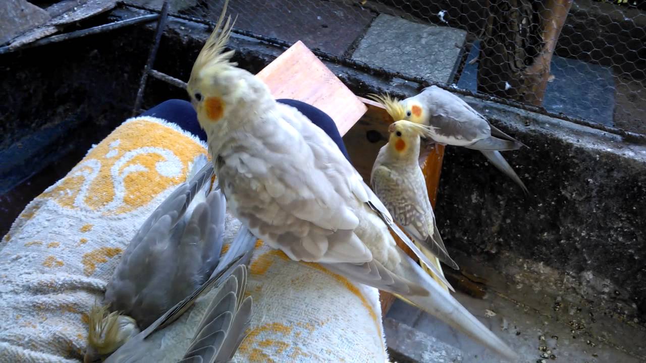 one month old cockatiel