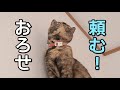 自分から登った癖に降りられないと困り果てる猫