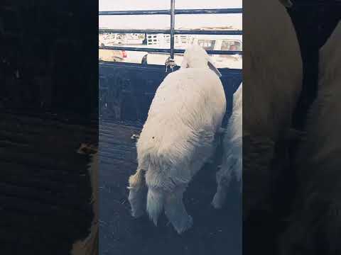 خرفان لباني سوق الغنم