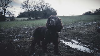Pheasant Shooting - A Cold Day On The Beating Team by Rico The Working Cocker Spaniel 1,422 views 1 year ago 21 minutes