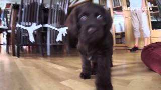 Labradoodle Maggie bekommt ein neues Zuhause