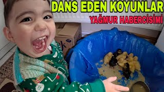 ÖRDEKLER !! DANS EDEN KOYUNLAR YAĞMUR HABERCİSİ Mİ? DOMUZ SÜRÜSÜ~DEV TEMİZLİK~TELLİ KOYUN