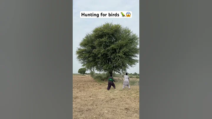 Hunting for bird 🦜😱 | farming hunting season 🔥 #hunting #parrot #farming #farmer #birds
