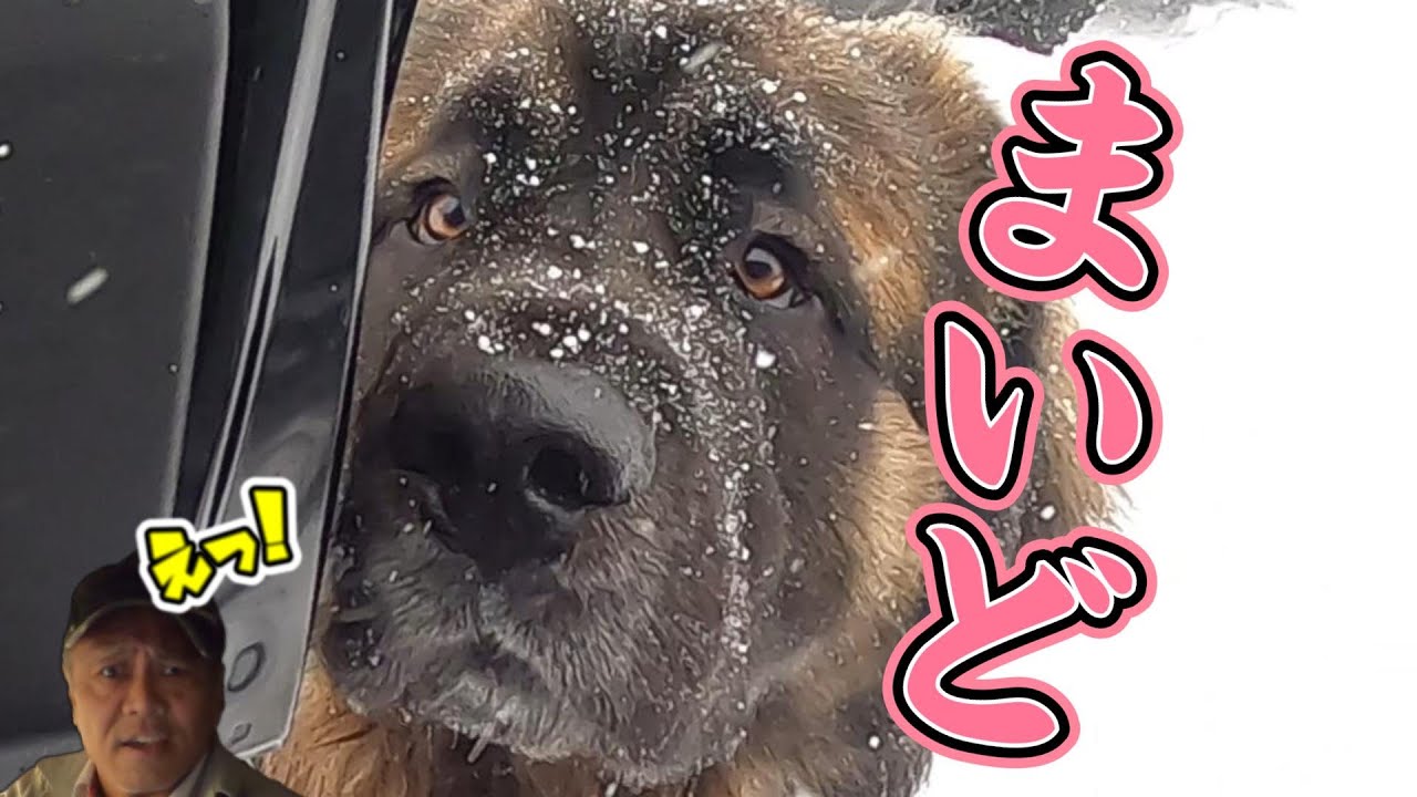 毎度❗ええ雪やな～えっ🫨💦どちら様ですか❓ ドイツから来たレオンベルガーですわ😁