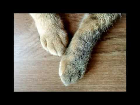 فيديو: تورم الكفوف في القطط