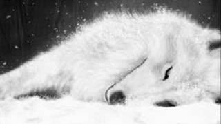 Wolf's Rain Slideshow