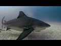 Diving with Bull Sharks in Playa Del Carmen