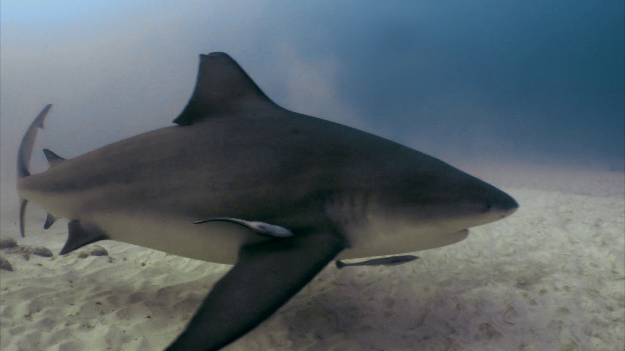 Diving with Bull Sharks in Playa Del Carmen - YouTube