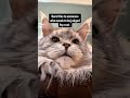 #catreels  #mainecoons #catscatscats #catlovers #mainecoon