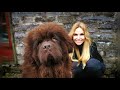 THE NEWFOUNDLAND DOG - WORLD'S MOST POWERFUL WATER DOG の動画、YouTube動画。