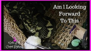 Finally Lily My Carpet Python Fills Her Empty Belly