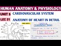 Cardiovascular system । Anatomy of heart। Chambers and valve of heart। #spharma ।#hap। Unit 5