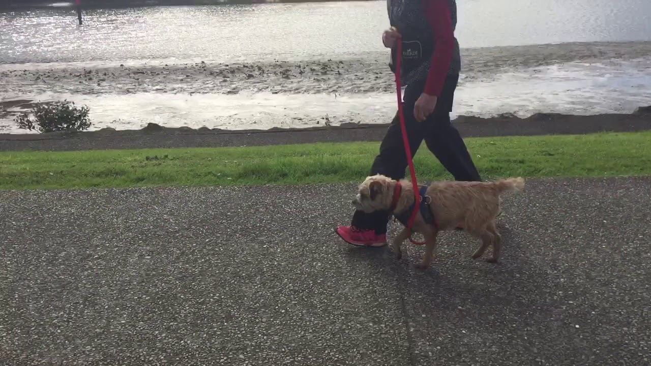 Looselead walking practice YouTube