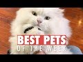 Best Pets of the Week | Funny Pet Videos 2020
