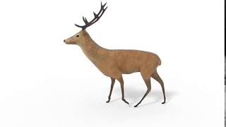 Deer Walk Animation