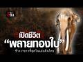เปิดชีวิต “พลายทองใบ” ช้างงายาวที่สุดในโลก | อีจัน EJAN