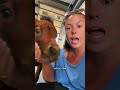 Was I being FOUGHT over? #Minihorse #runningspringsminifarm #foal