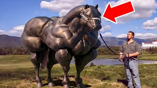 Man Trains Giant Racehorse  – The Jury Sees It & Call The Cops by Wonderbot Animals 2,862 views 1 month ago 8 minutes, 43 seconds