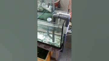 Bộ lọc tràng dưới overflow hết hợp hút mặt hồ cá #cacanh #hocacanh #shorts