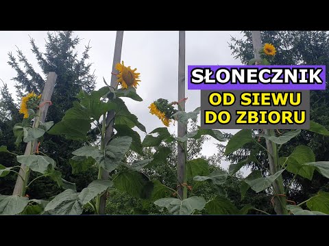 Uprawa Słonecznika jadalnego OD SIEWU DO ZBIORU - siew, sadzenie, obrywanie pędów, Słonecznik 4,5 m