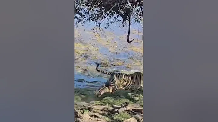 Encounter Tiger attack wild boar rare video tiger running for kill in Ranthambhore National Park