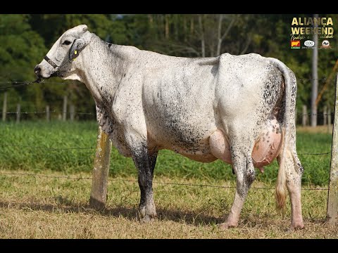 LOTE 43   ALIANÇA WEEKEND   1569BK