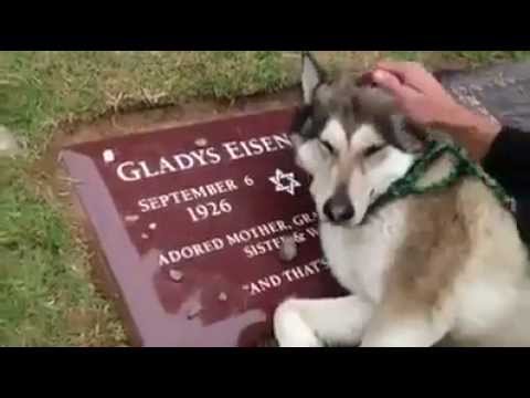 ძაღლის ტირილი პატრონის საფლავზე (DaQache.com)