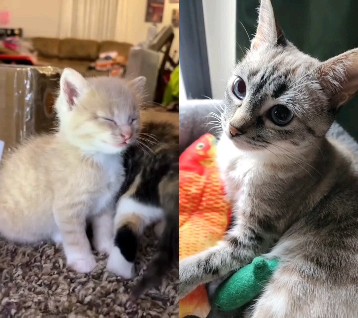 Cat reacting to kittens. catreaction cat cats kittens meow 