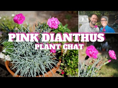 فيديو: رعاية Dianthus لـ Firewitch: زراعة زهور Firewitch في الحديقة
