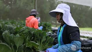 Freshcare Certified Participants - Barden Farms - Green Leafy Vegetables & Herb Growers