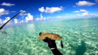 Amazing Fishing in Tropical Lagoon