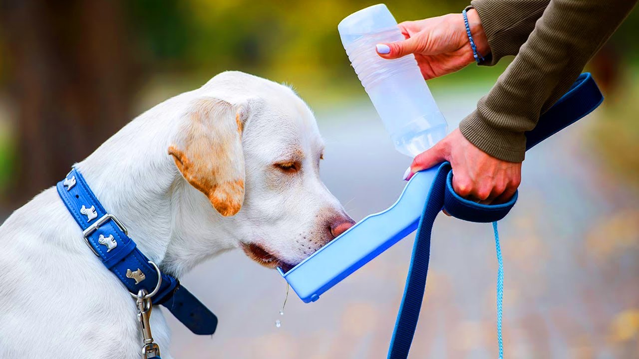 TIOVERY Dog Water Bottle for Walking, Travel, Hiking