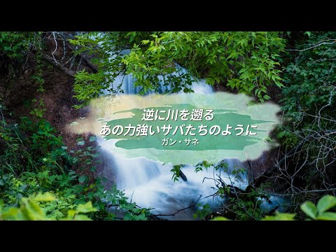 [日本語字幕 / カナルビ] 강산에 - 거꾸로 강을 거슬러 오르는 저 힘찬 연어들처럼 / ガン・サネ - 逆に川を遡るあの力強いサケたちのように