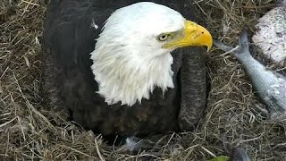 Eagle Cam Captures Newborn Baby Eaglet
