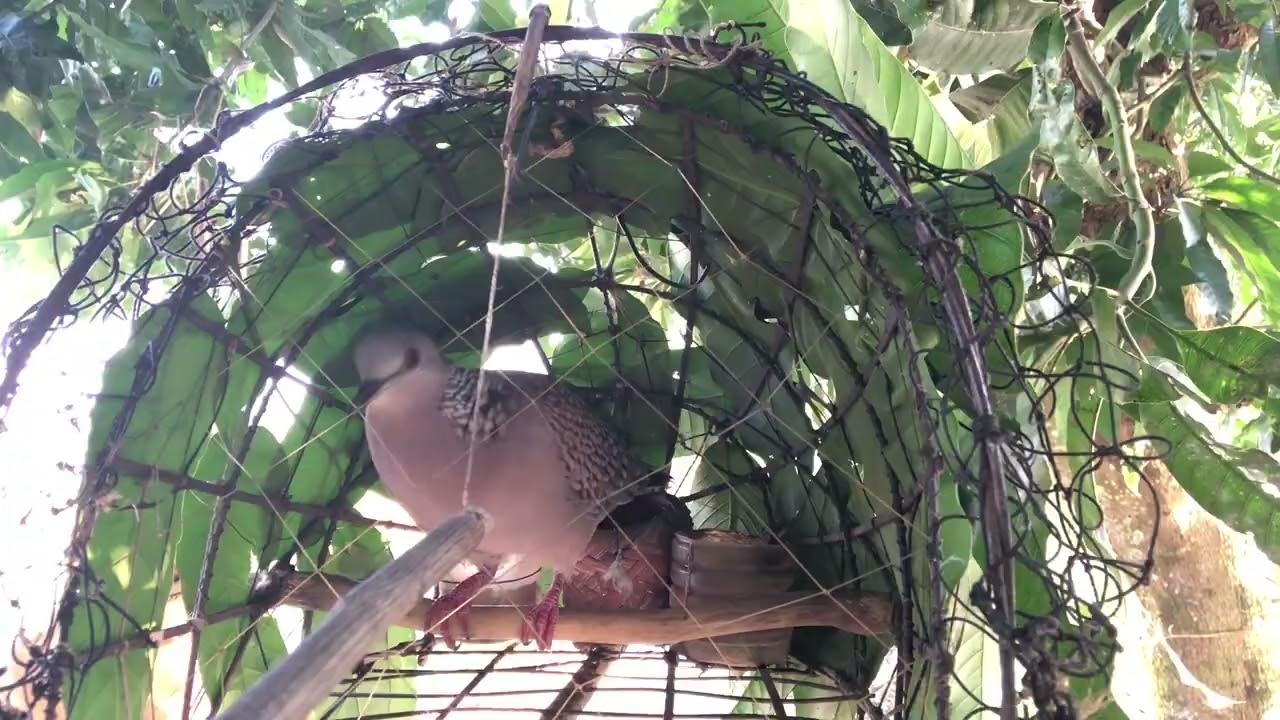 ঘুঘু পাখি শিকার😍কিভাবে ঘুঘু পাখি শিকার করা হয়😱ফাদ দিয়ে ঘুঘু পাখি শিকার 😱