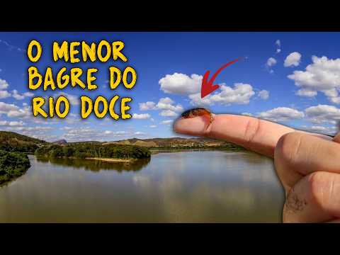 ESSE É O MENOR PEIXE BAGRE DO RIO DOCE!