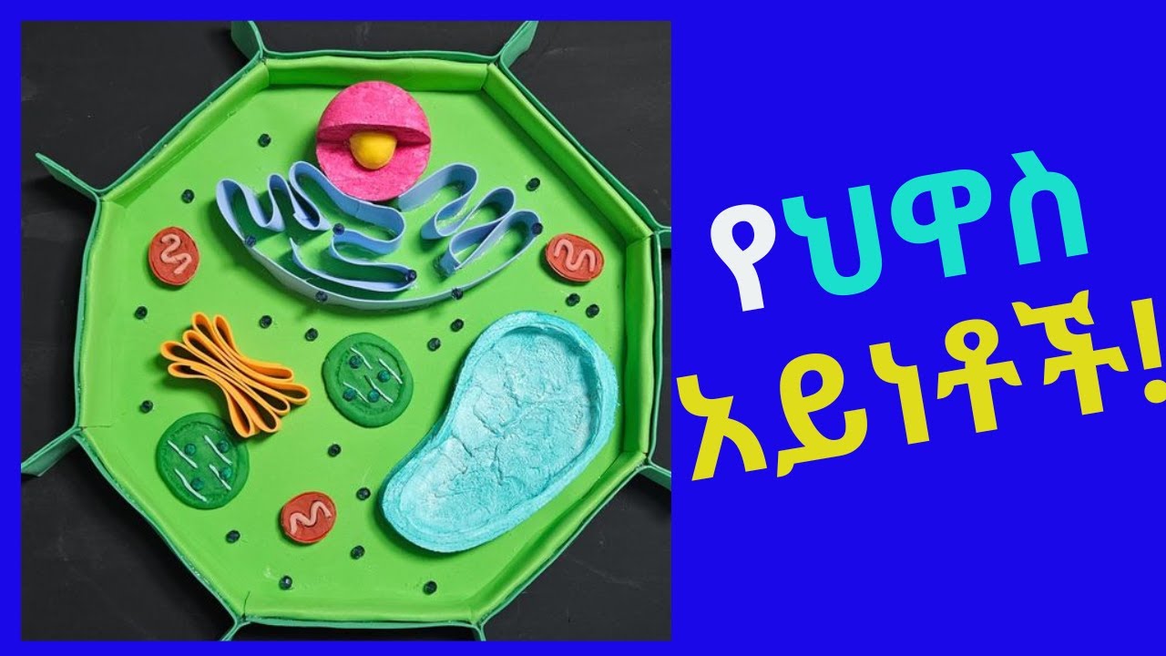 Cell type / Prokaryotic and Eukaryotic cell