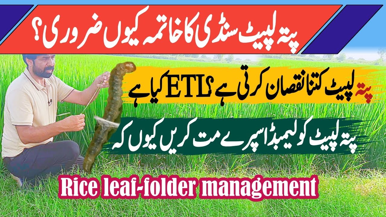 Rice leaf-folder management دھان میں پتہ لپیٹ سنڈی کو کیسے کنٹرول کریں #agriculture #farming #crop