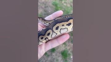 Black Pastel Clown Ball Python!!!🐍#animal #reptile #snake #youtubeshorts #ballpython